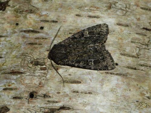 Apamea maillardi